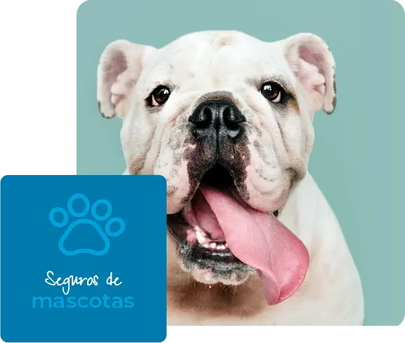 Seguro de mascotas en Murcia